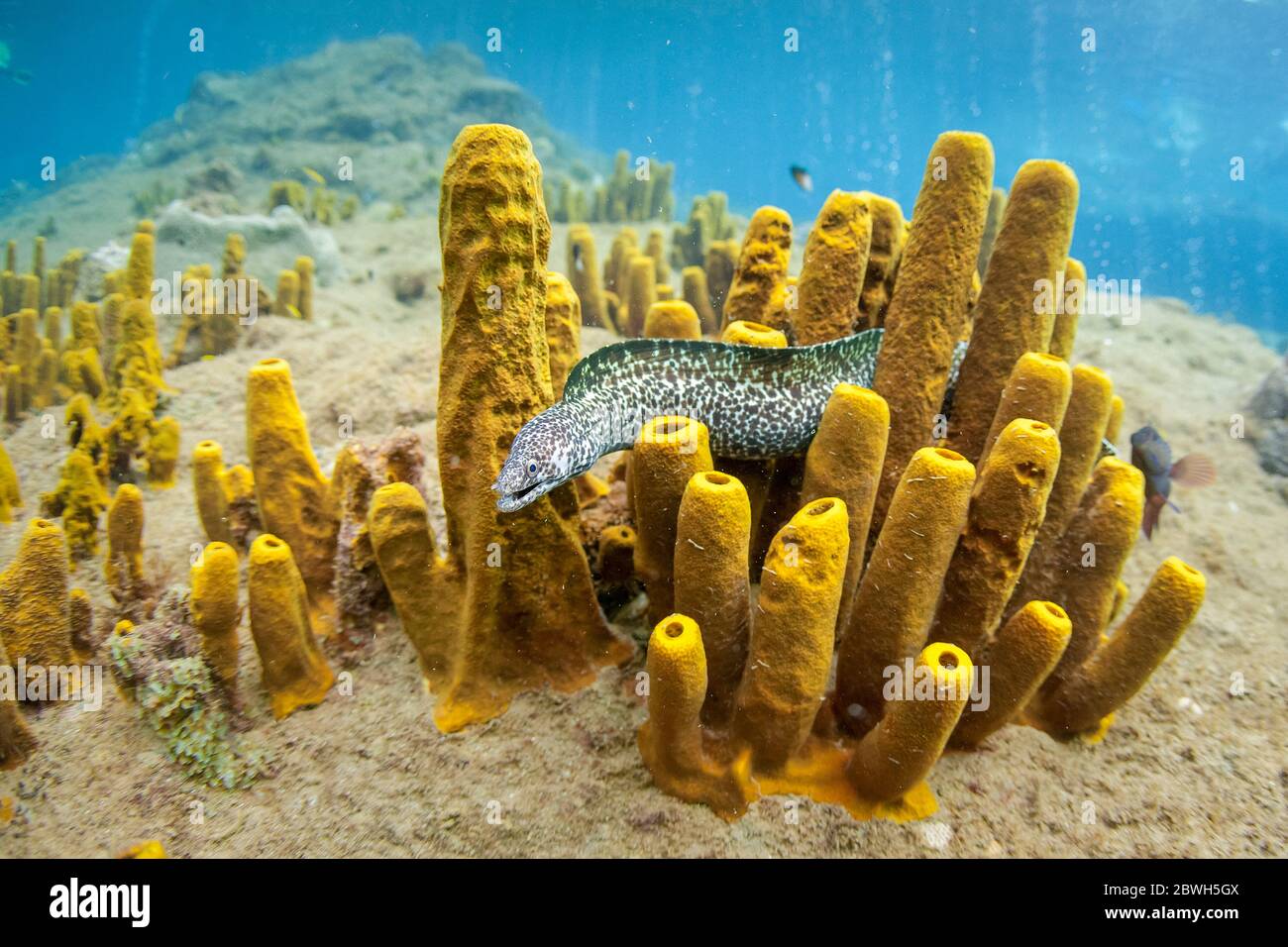 spotted moray, or black spotted moray eel, Gymnothorax moringa, swimming among yellow tube sponges, Aplysina fistularis, Dominica, Caribbean Sea, Atla Stock Photo
