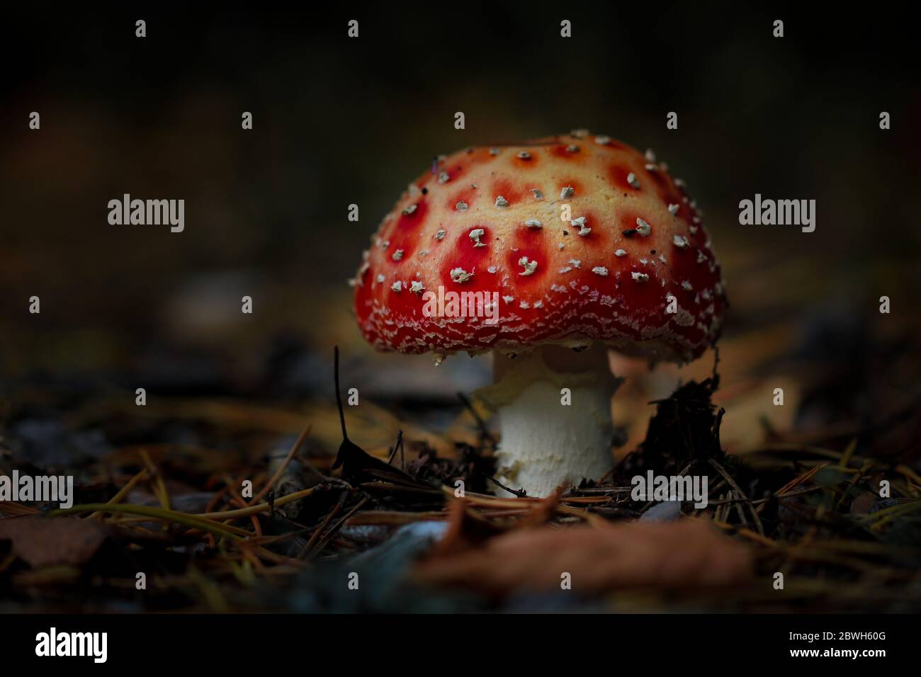 Close-up fly agaric over dark background, horizontal orientation Stock Photo