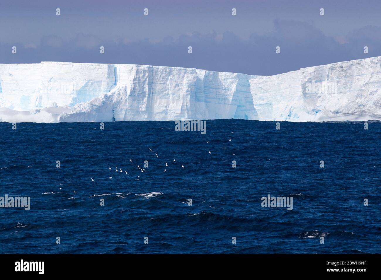 Cape petrel, Daption capense, flying in front of large tabular iceberg ...