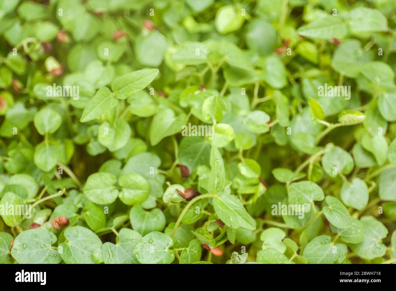Micro greens concept background of sprouts growing Stock Photo