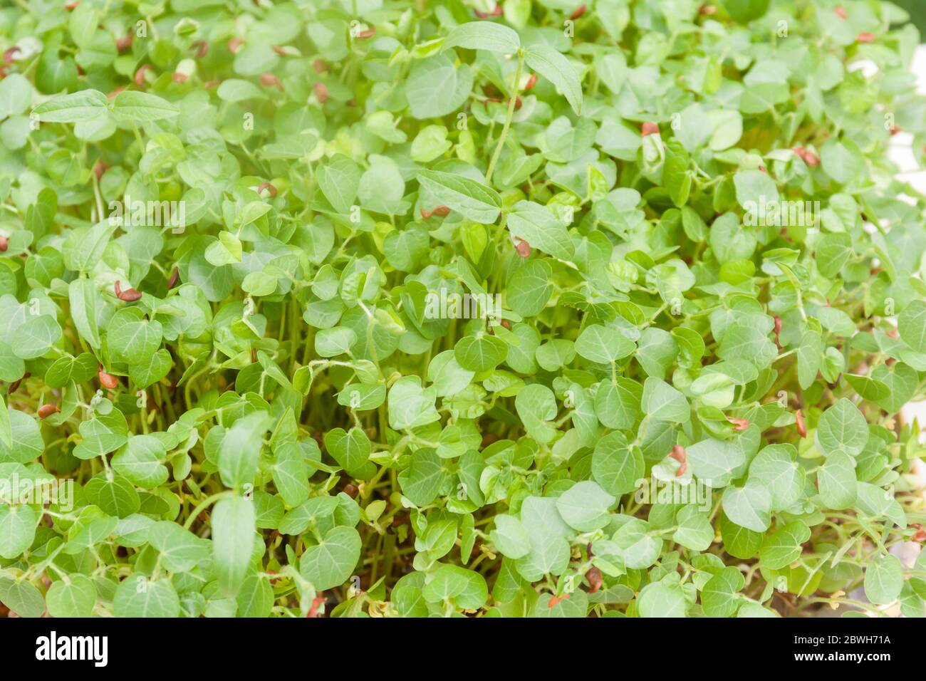 Micro greens concept background of sprouts growing Stock Photo