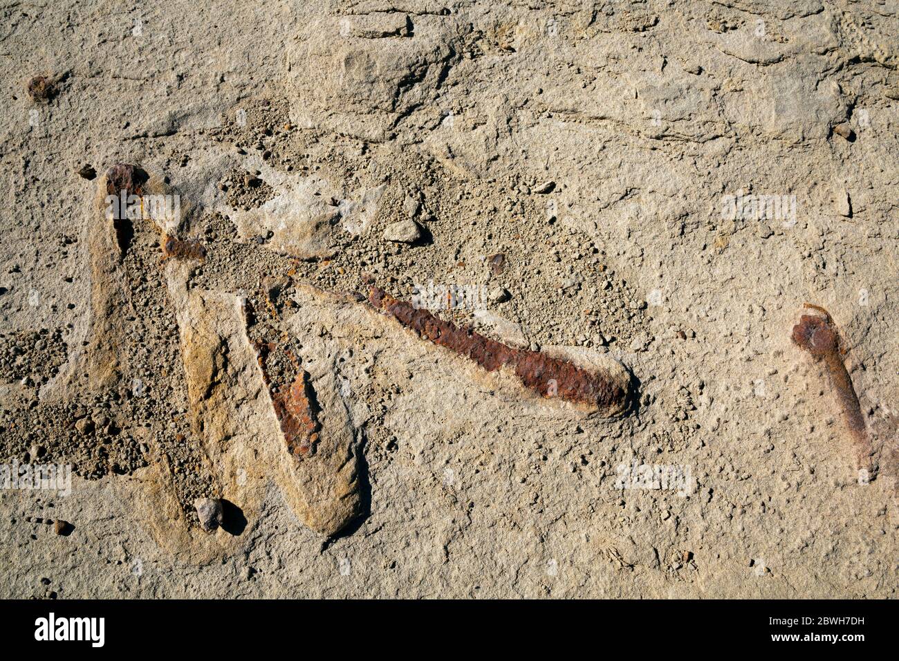 Fossil burrows hires stock photography and images Alamy