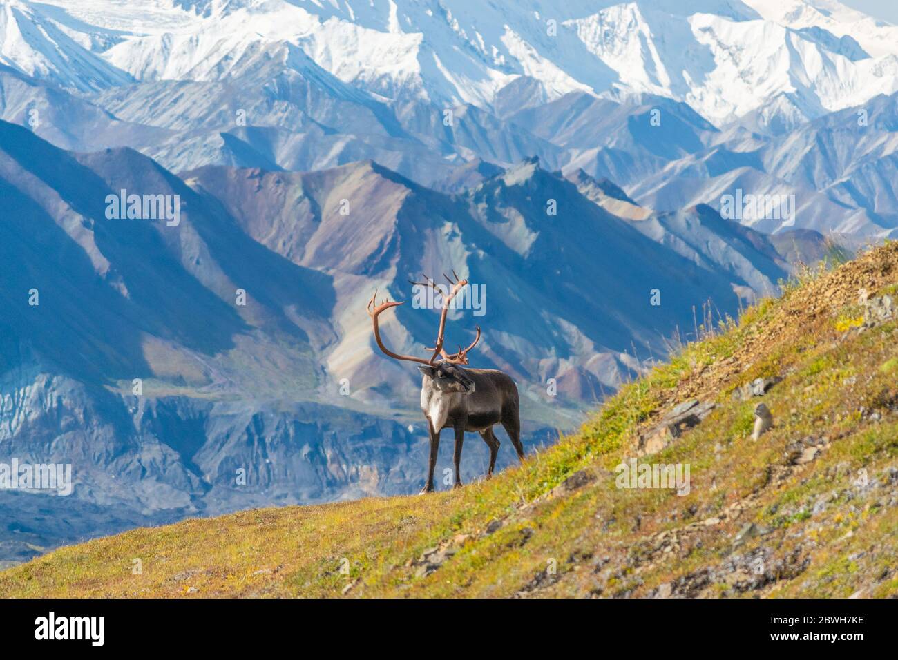 Majestic caribou deer in front of the mount Denali, Alaska Stock Photo