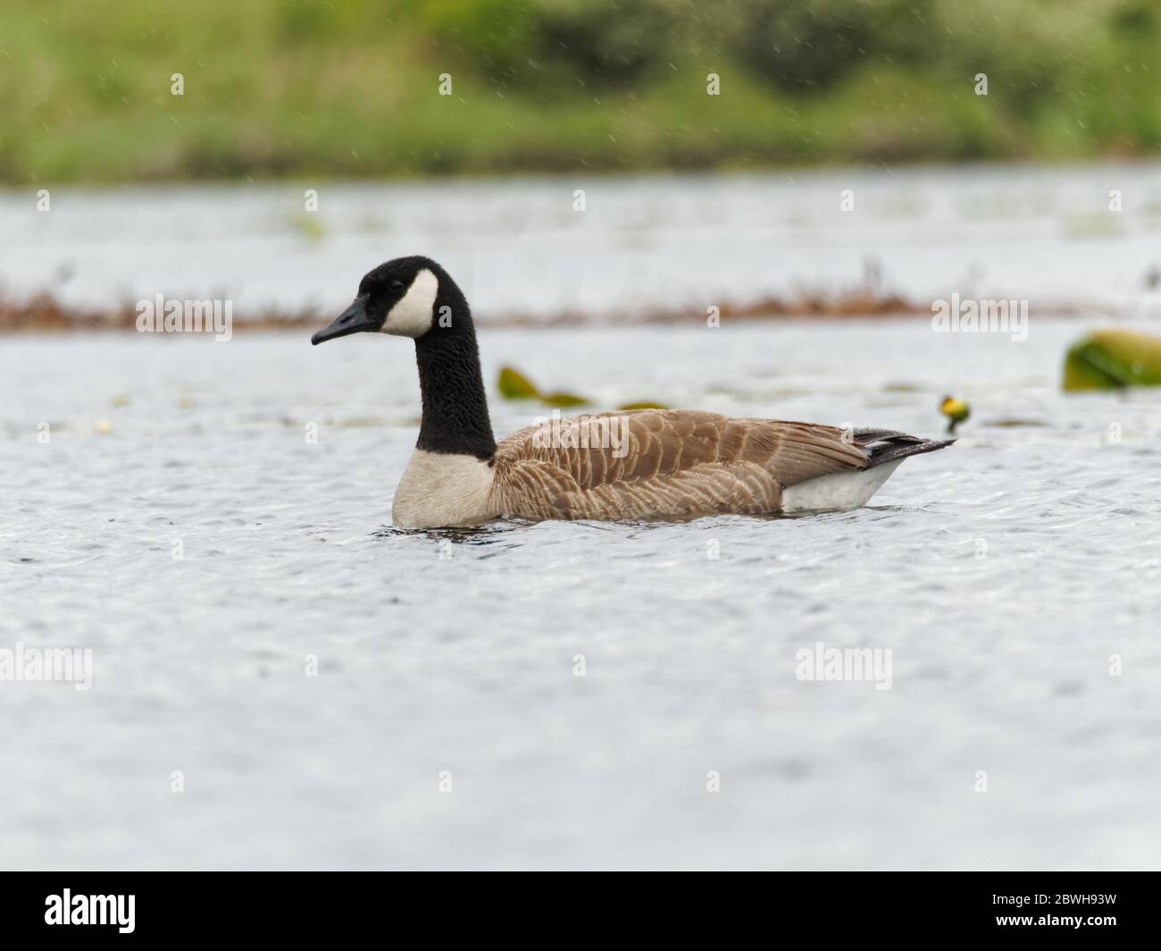 A Canada goose on a lake on a rainy day in Quebec,Canada. Stock Photo