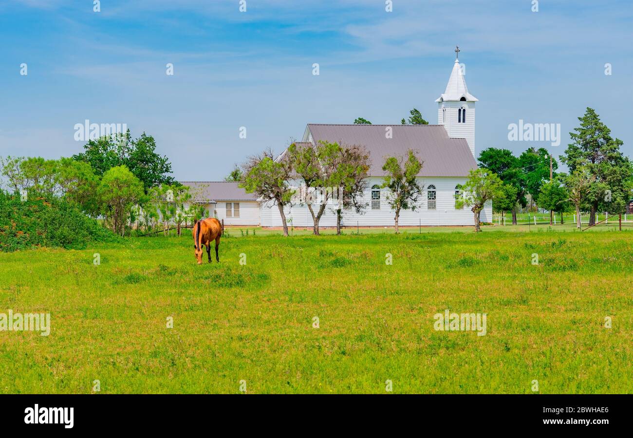 An Old fashioned white church sits in a green meadow in Texas. A lone horse grazes on the pasture grass next door to the church. Stock Photo