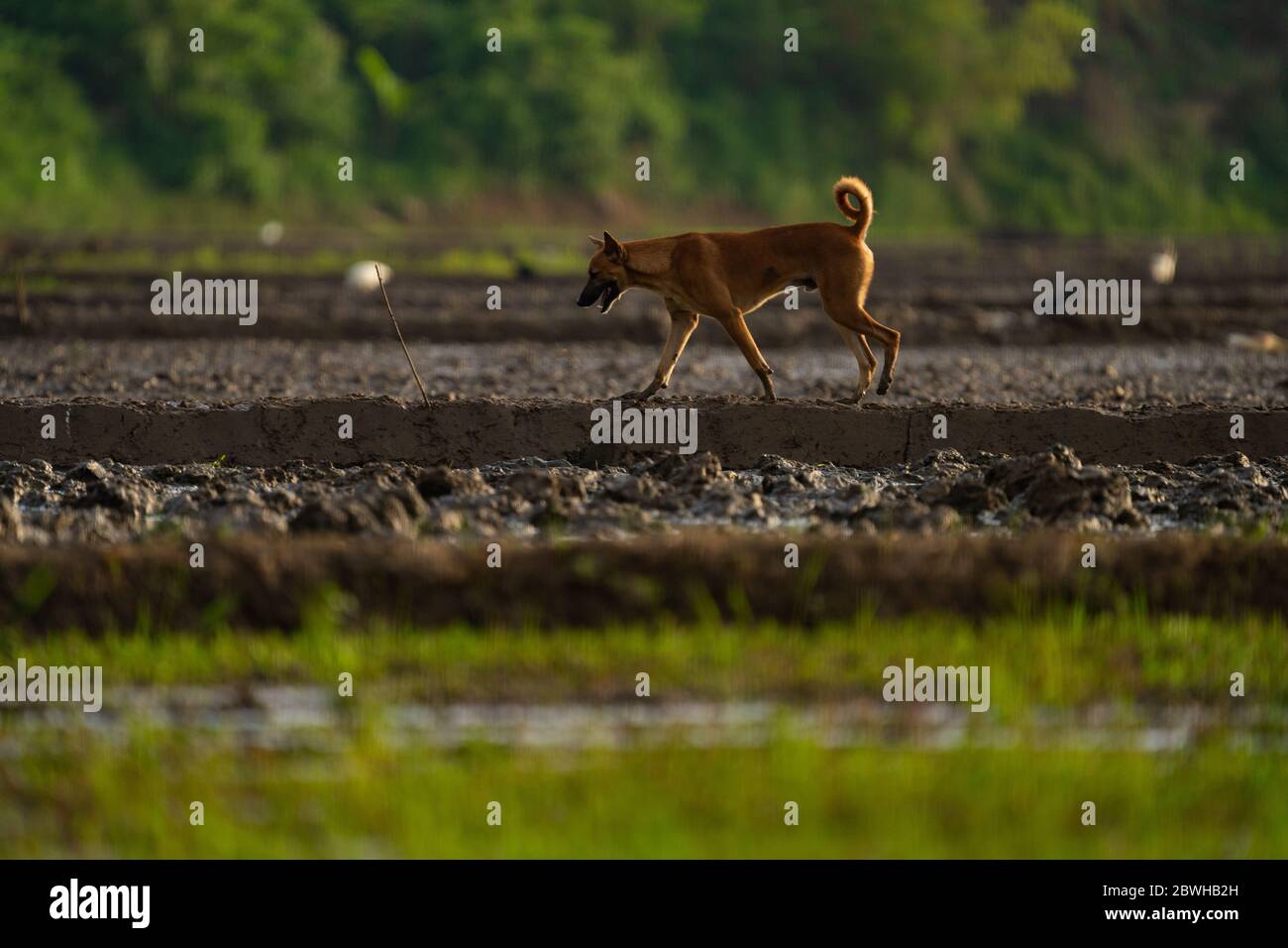 indian street dog is roaming in the paddy field which its owner in working Stock Photo