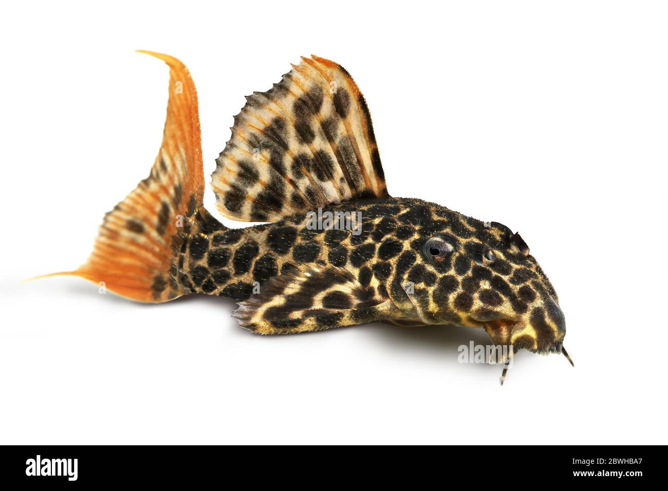 Leopard Cactus Pleco aquarium fish Pseudacanthicus leopardus Stock Photo