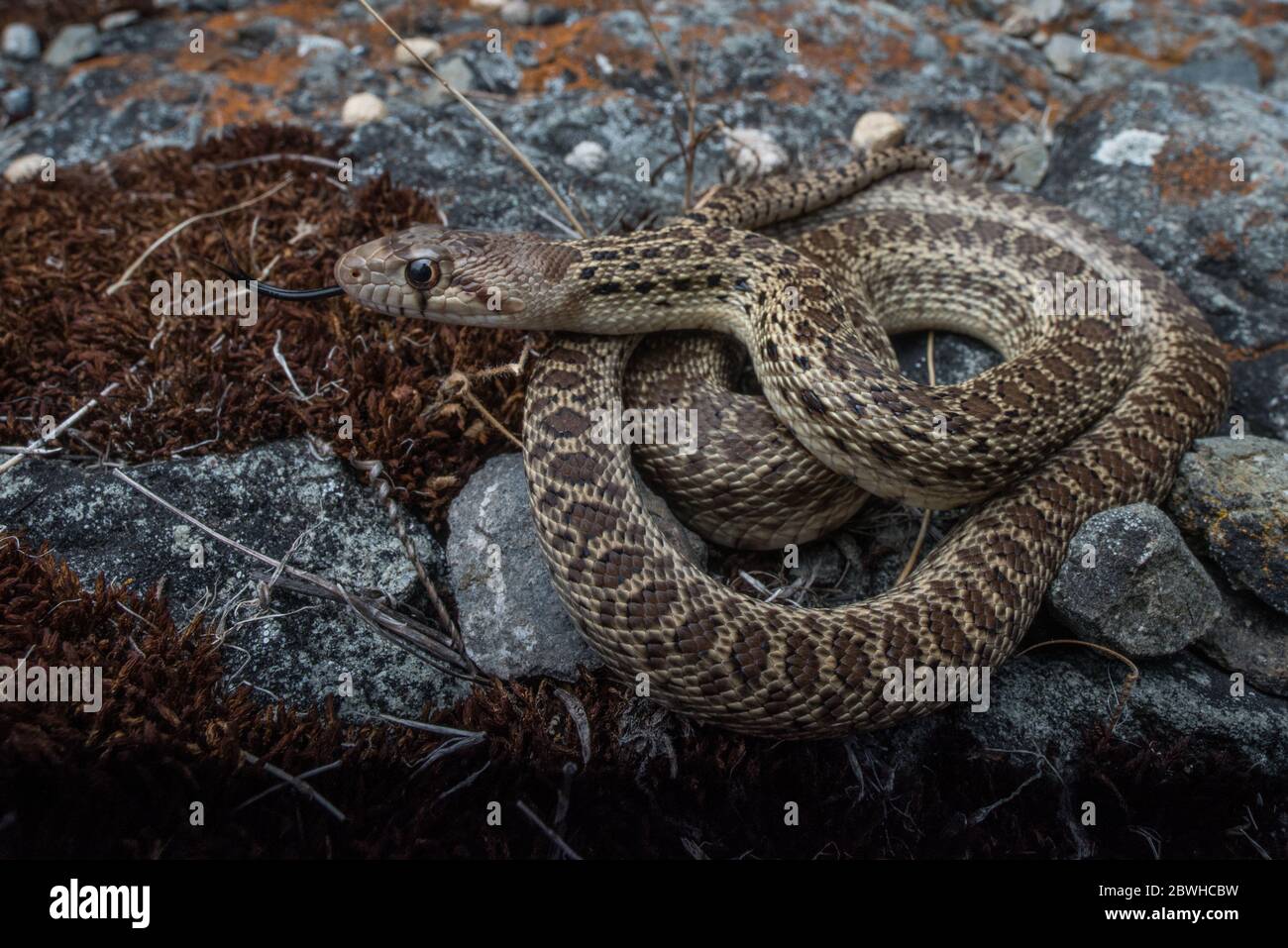 A juvenile gopher snake (Pituophis catenifer) still so young that it has its juvenile coloration and pattern.  From Marin county, California. Stock Photo