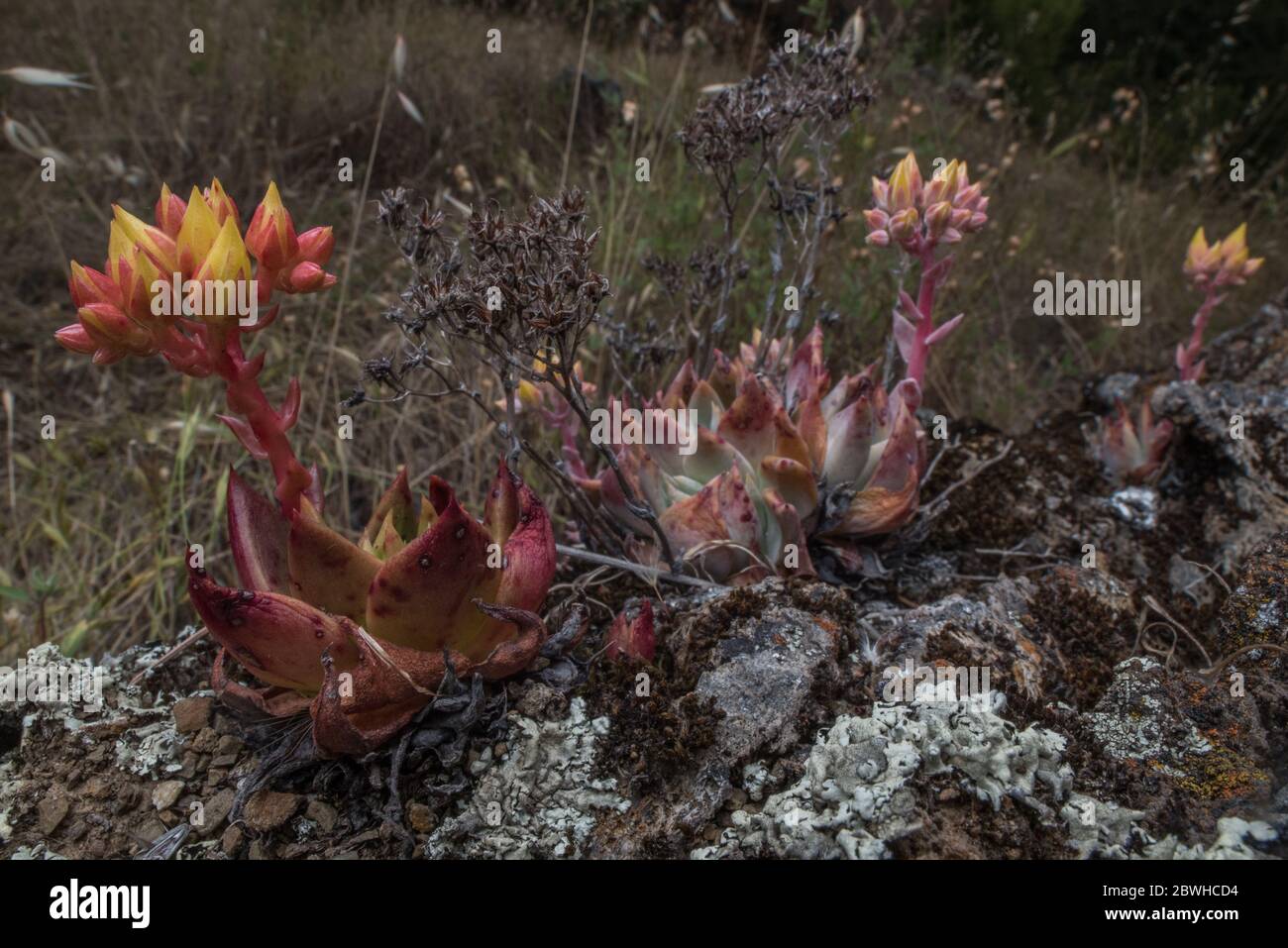 Bluff lettuce (Dudleya farinosa) a beautiful succulent plant endemic to the West Coast specifically California. Stock Photo