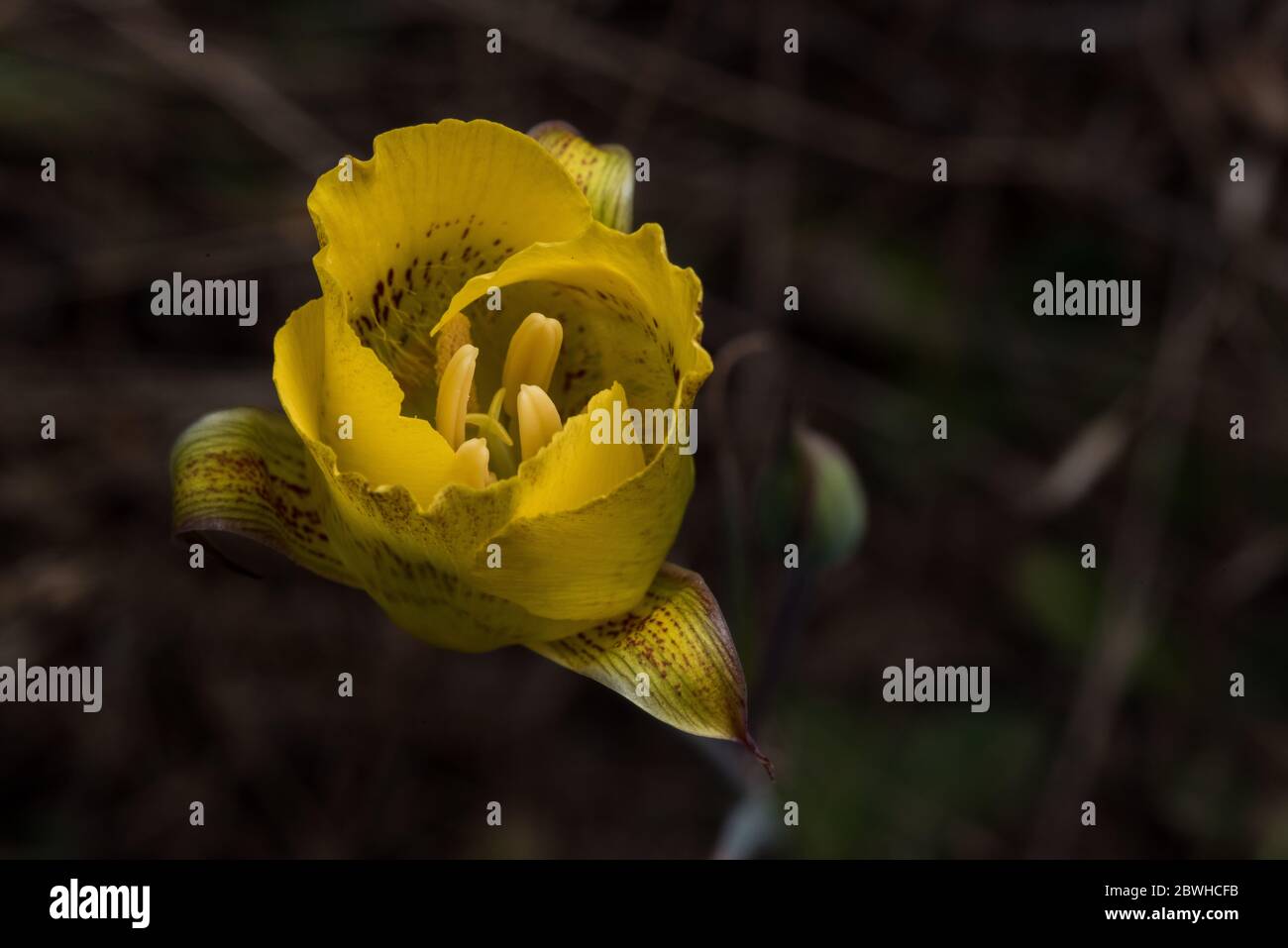 The yellow mariposa lily (Calochortus luteus) is a beautiful flower endemic to California. Stock Photo