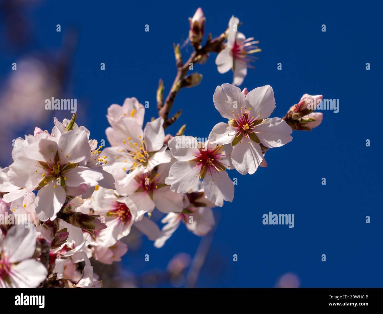 Almendro en flor. Madrid. España Stock Photo