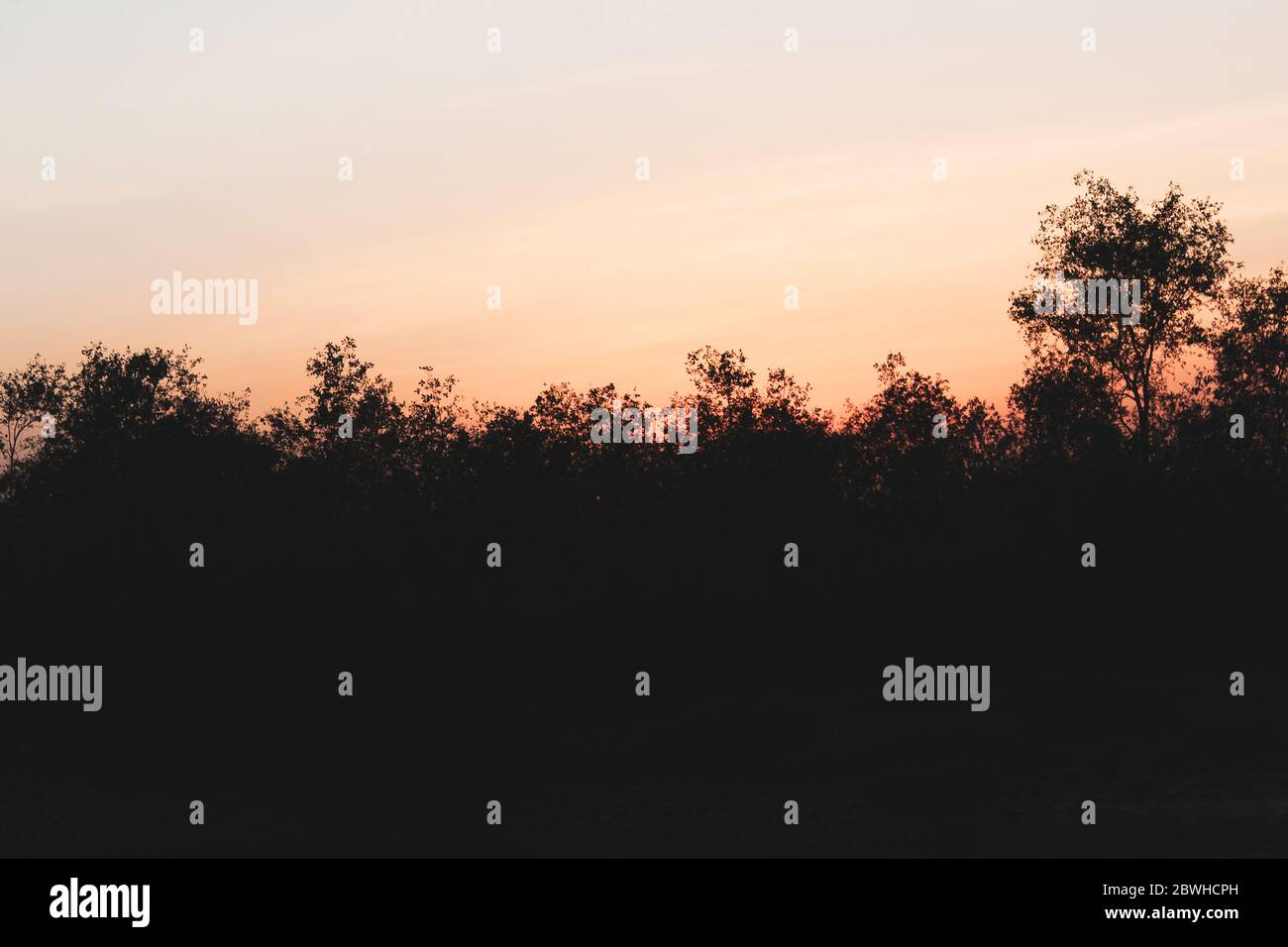 Tree silhouettes against orange sky Stock Photo