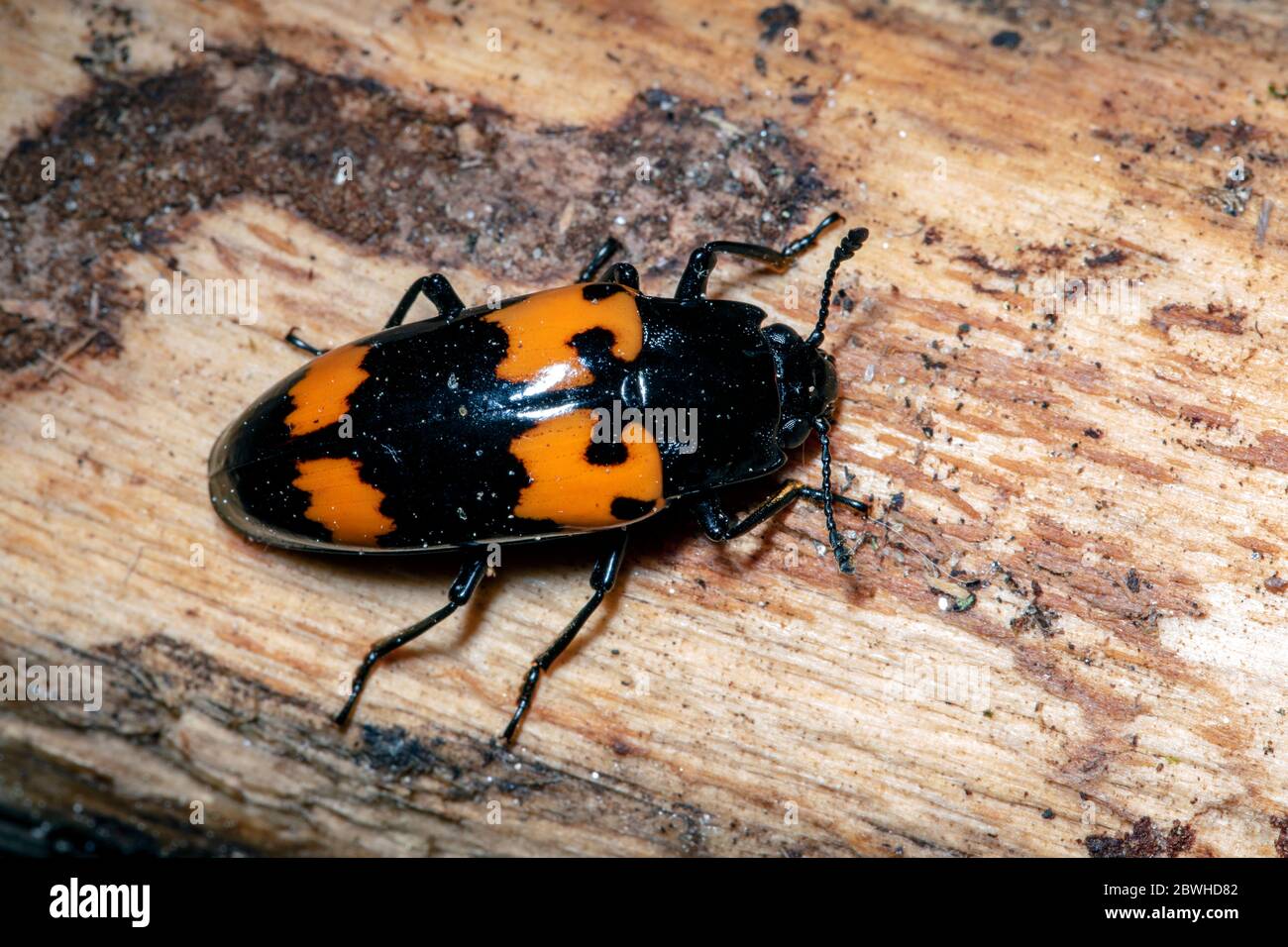Picnic Beetle or Sap Beetle (Glischrochilus species) - Pisgah National Forest, Brevard, North Carolina, USA Stock Photo