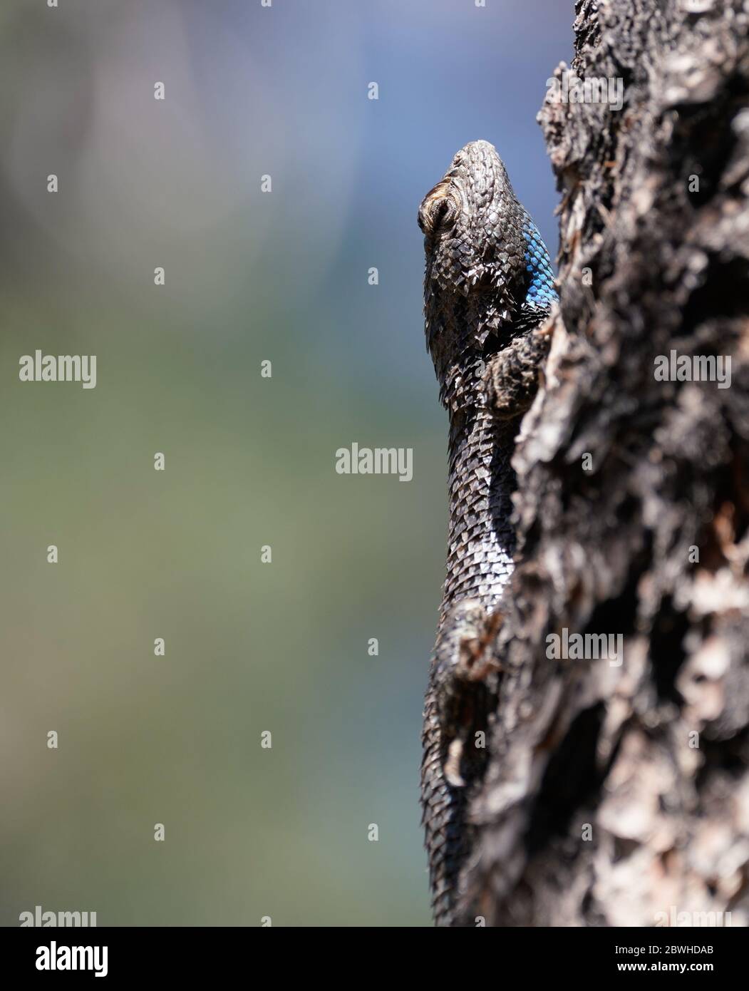 Close up of a large blue throated lizard climbing a tree in Northern Arizona. Stock Photo
