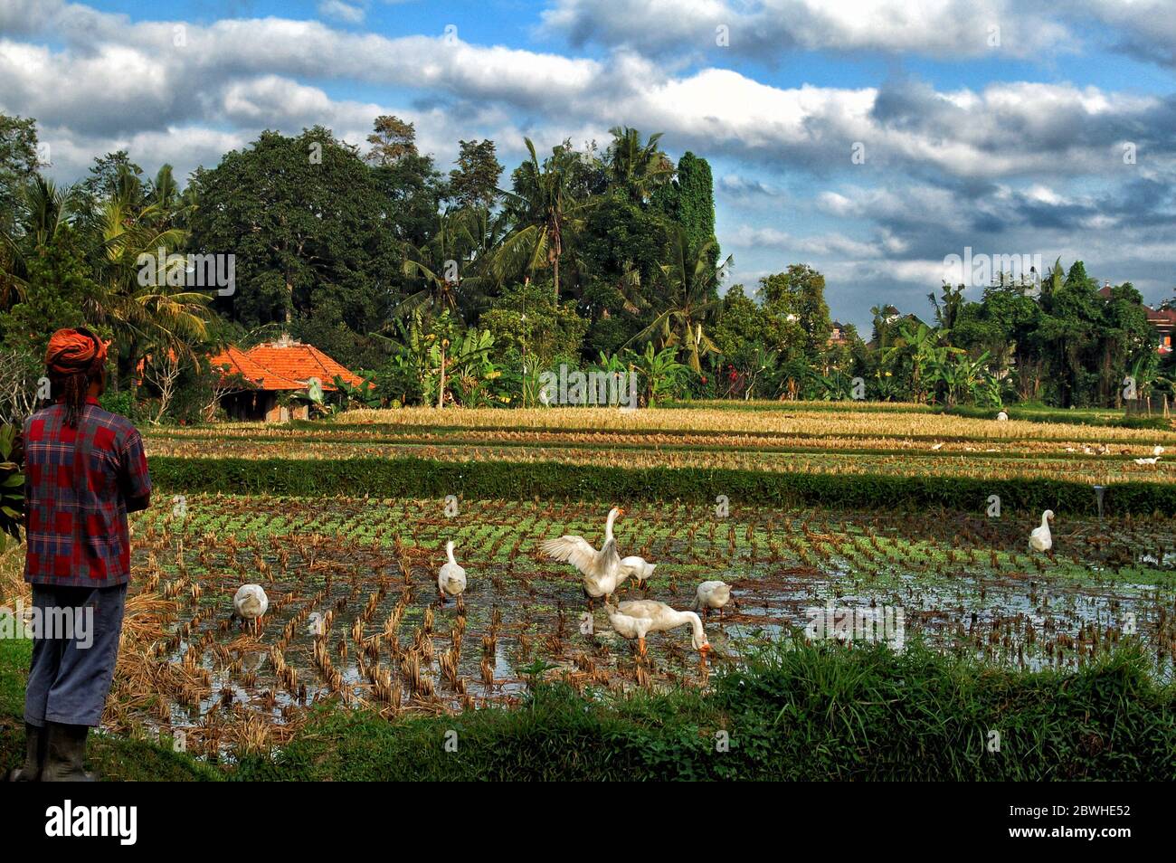 View Rice Field Human Man in a Rice Field Stock Photo - Alamy