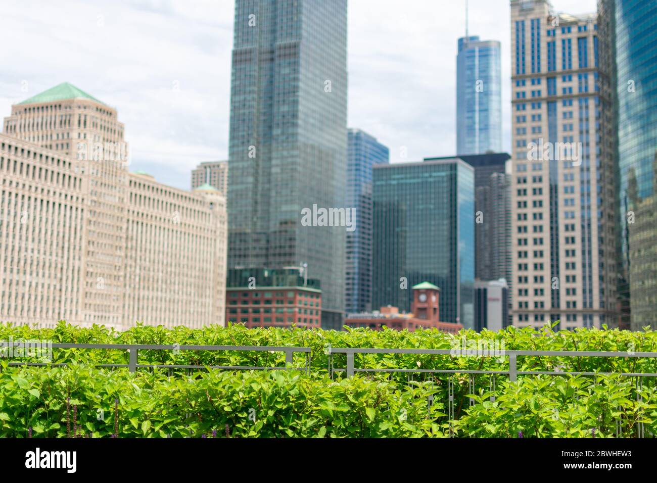 Chicago Hedge Alternative Local Resource Guide: Protecting Your Assets in Chicago