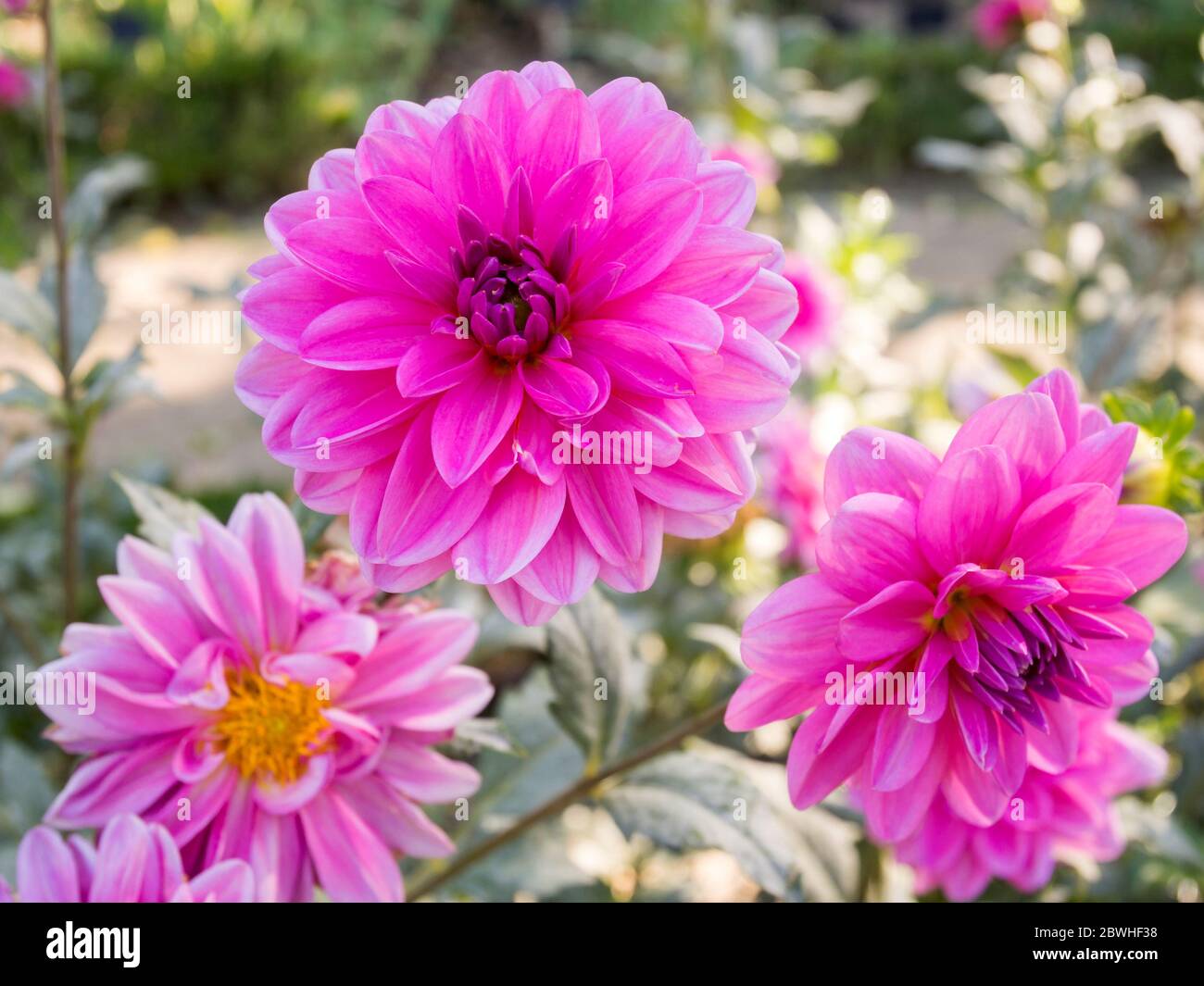 Dahlia Onesta. Jardín Botánico. Madrid. España Stock Photo