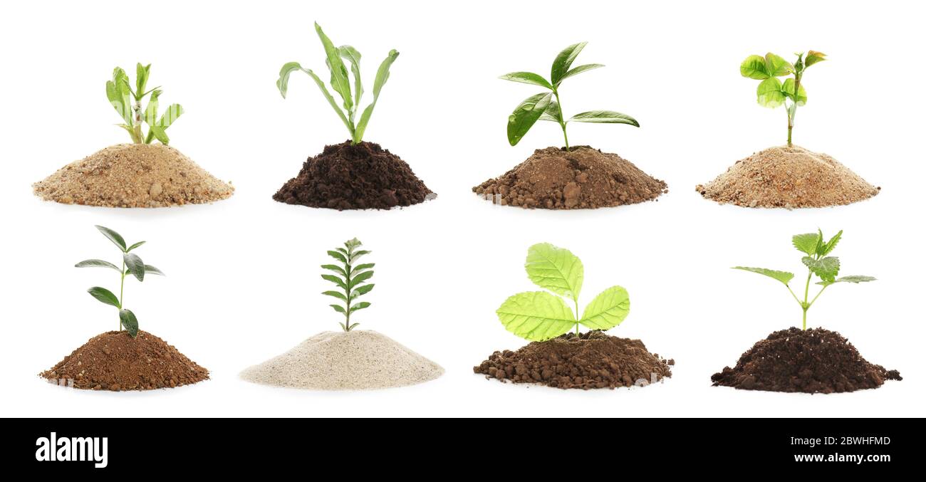 Heaps of different soils with plants on white background Stock Photo