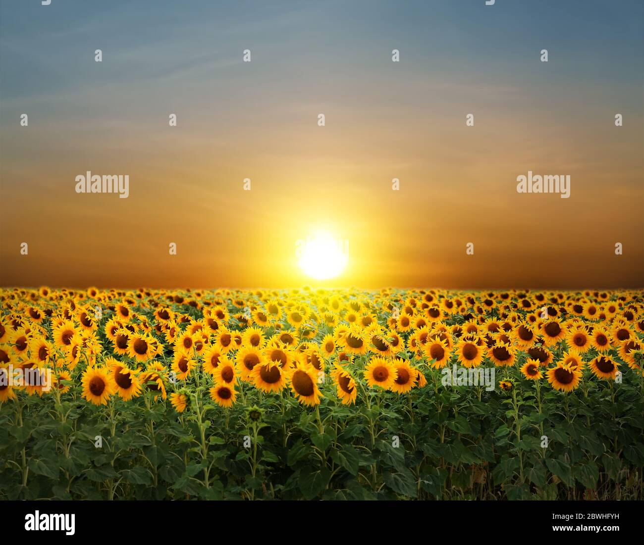 Beautiful sunflower field at sunset Stock Photo - Alamy