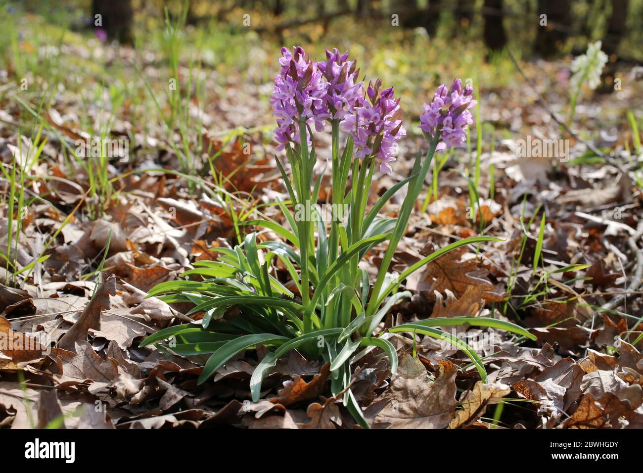 Dactylorhiza romana, Roman Orchid. Wild plant shot in the spring. Stock Photo