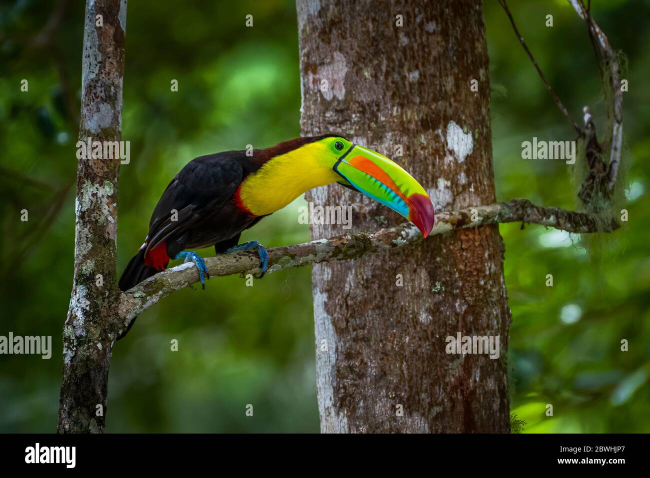 Keel-billed toucan (Ramphastos sulfuratus), also known as sulfur-breasted toucan or rainbow-billed toucan Stock Photo