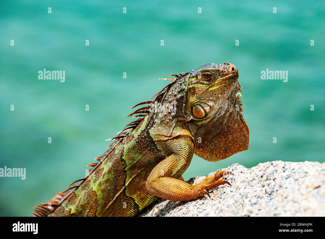 A close-up of a green iguana. Iguana green iguana lizard Stock Photo ...
