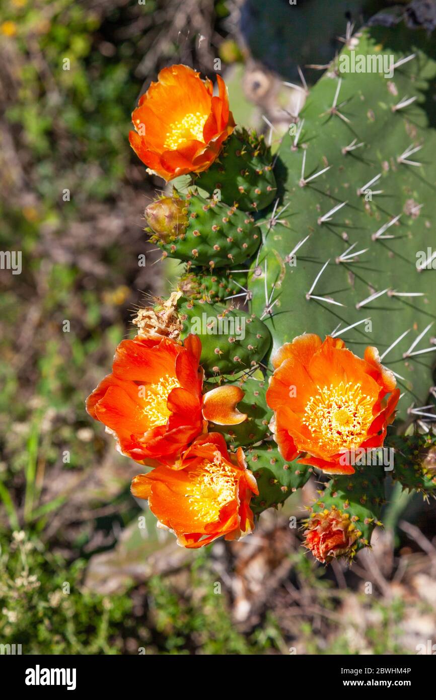 Prickly pear (Opuntia ficus-indica) flowers in South Africa, where it is an is an invasive alien species imported from Mexico. Stock Photo
