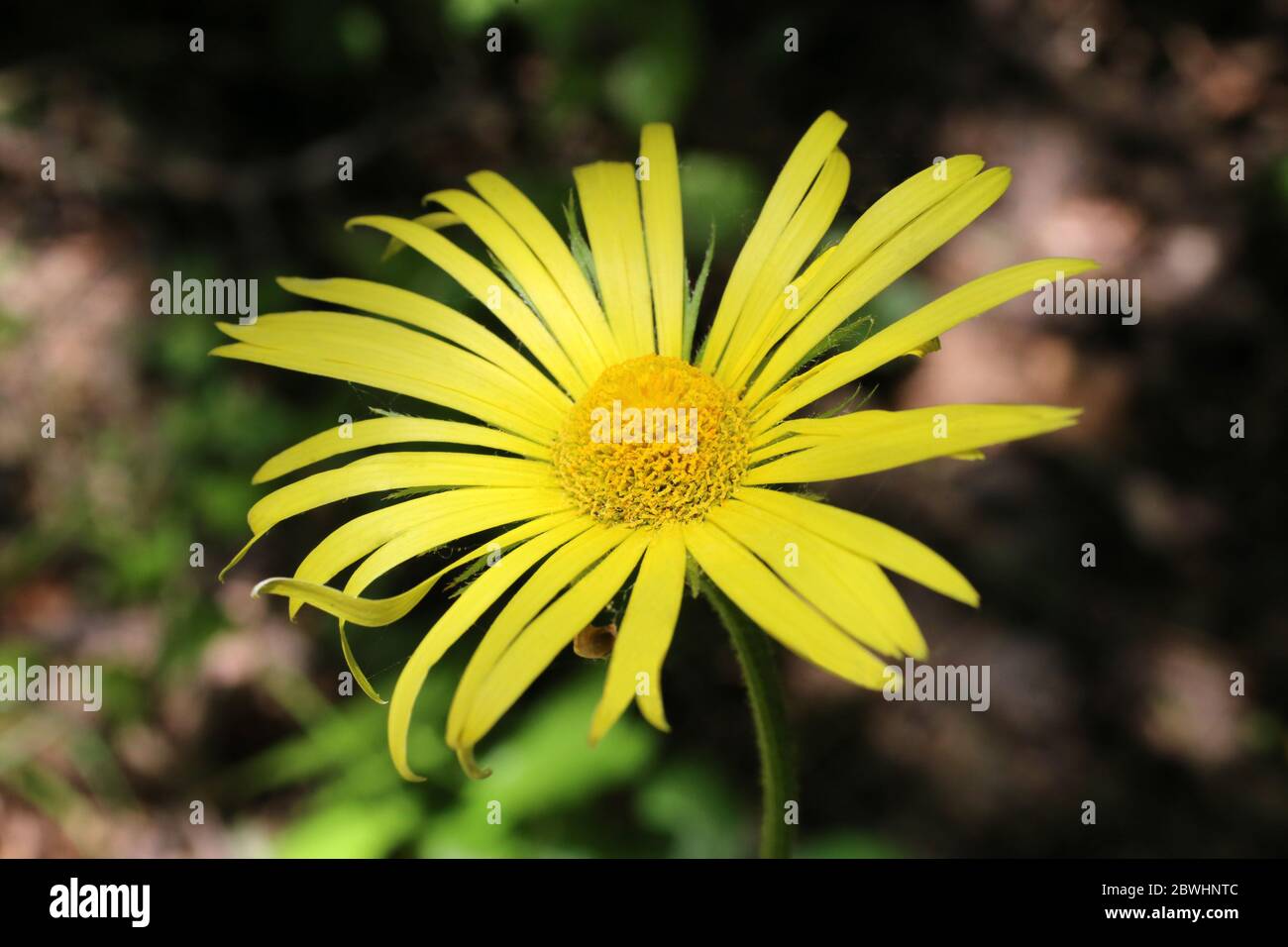 Doronicum hungaricum - Wild plant shot in the spring. Stock Photo