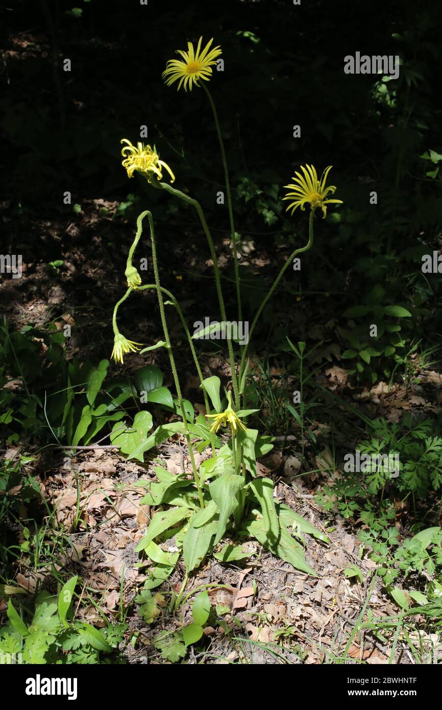 Doronicum hungaricum - Wild plant shot in the spring. Stock Photo