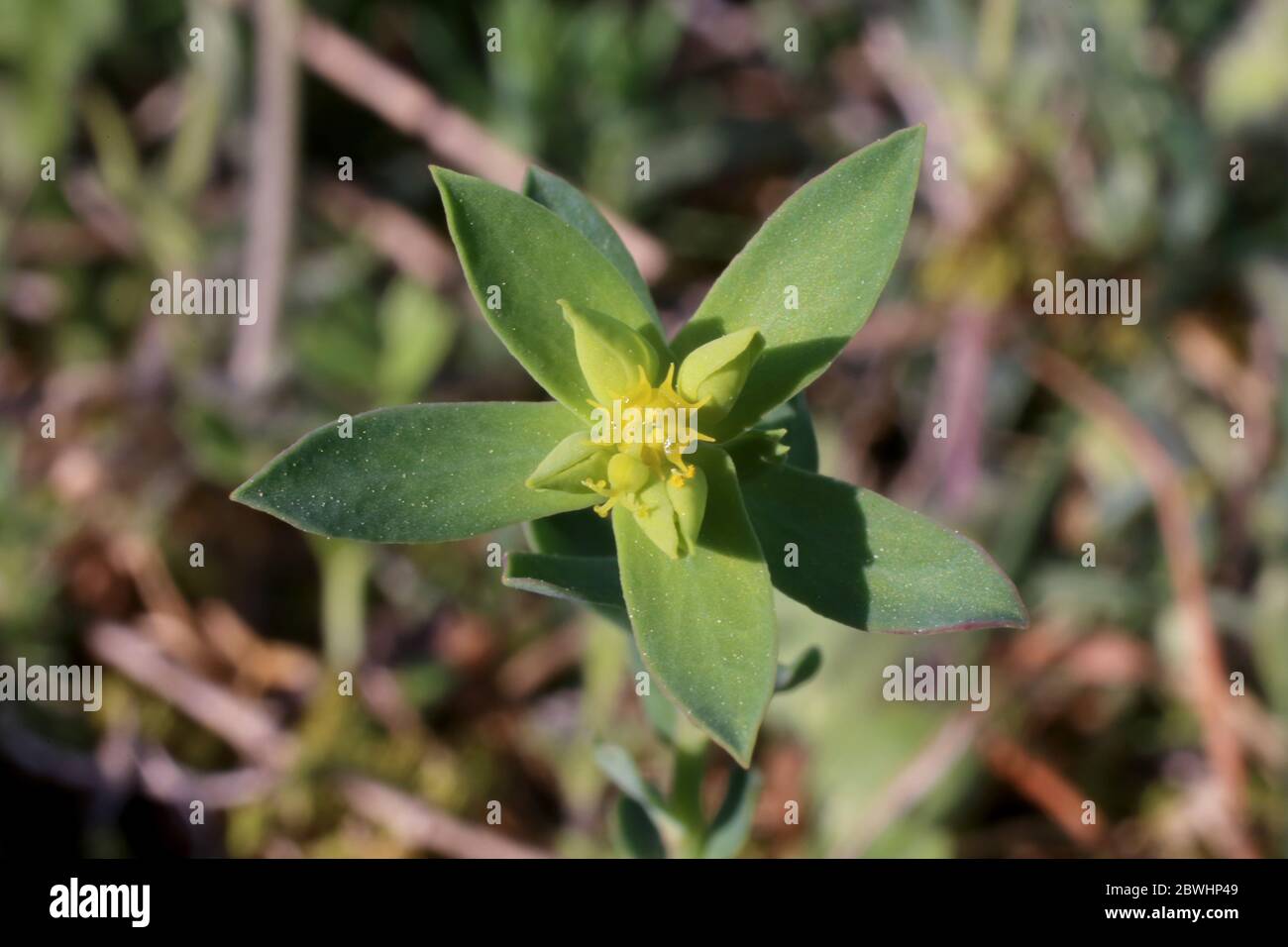 Euphorbia taurinensis - Wild plant shot in the spring. Stock Photo