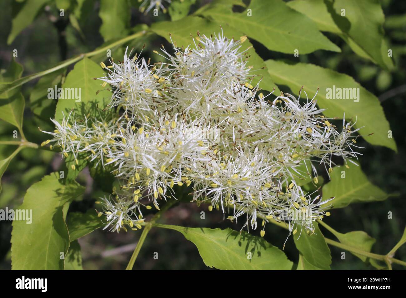 Manna Plant High Resolution Stock Photography and Images - Alamy