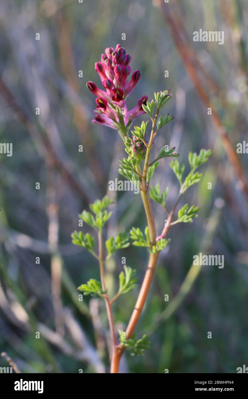 Fumaria officinalis, Common Fumitory. Wild plant shot in the spring. Stock Photo