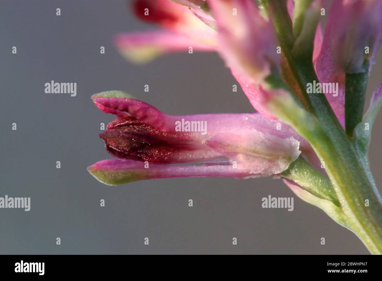 Fumaria officinalis, Common Fumitory. Wild plant shot in the spring. Stock Photo