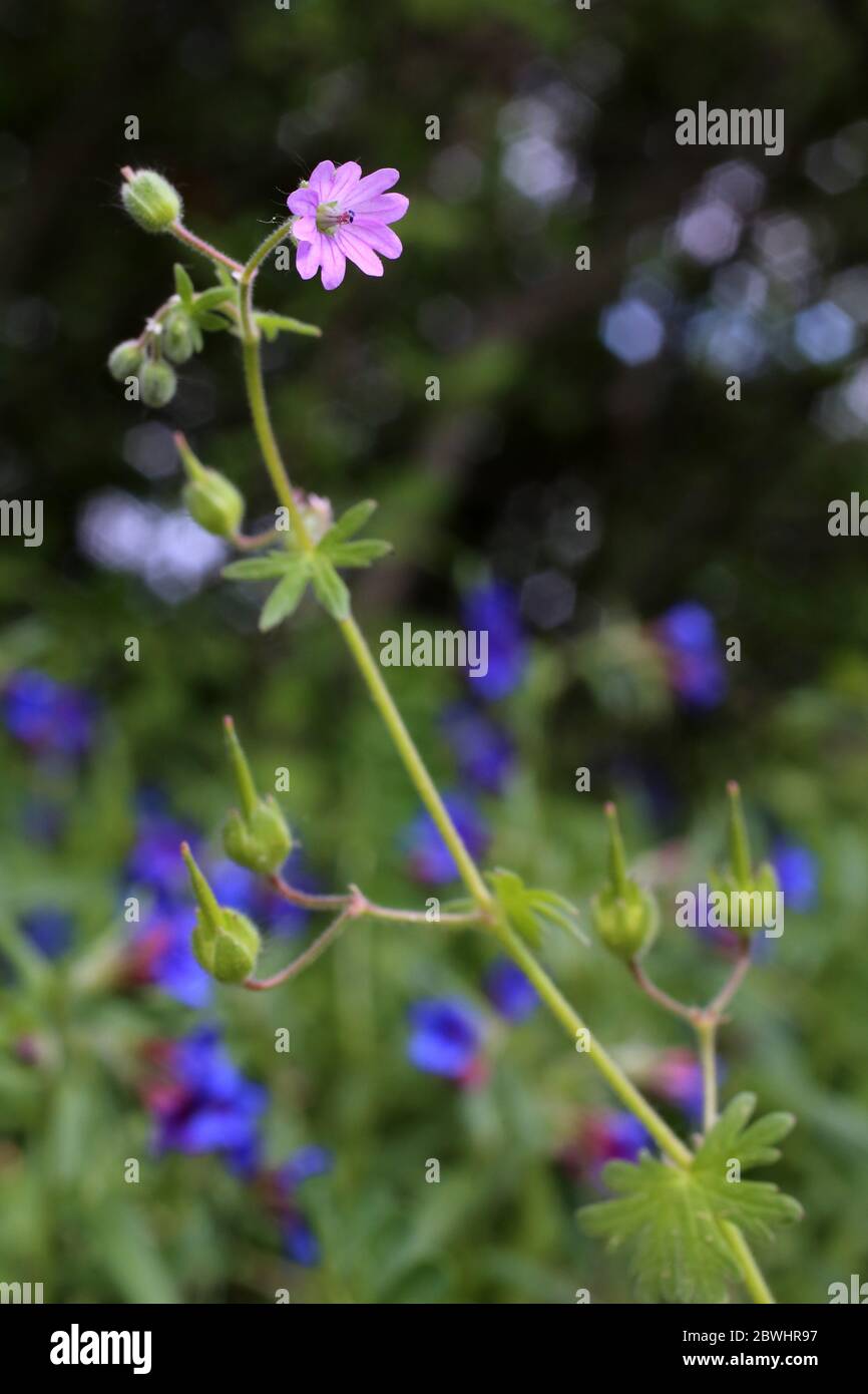 Geranium molle, Dovesefoot Cranesbill. Wild plant shot in the spring ...