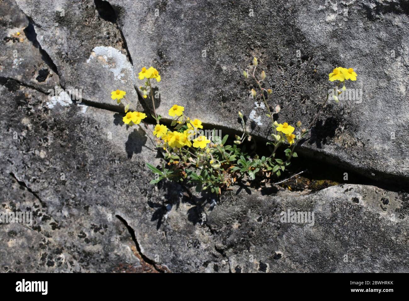 Helianthemum nummularium, Common Rockrose, Little Sun-Flower. Wild plant shot in the spring. Stock Photo