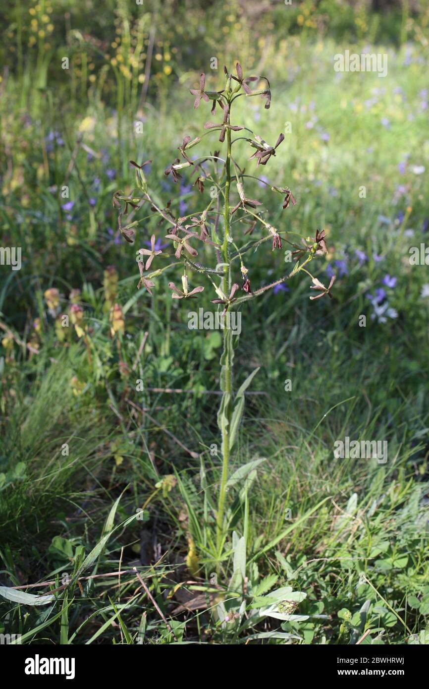 Hesperis tristis - Wild plant shot in the spring. Stock Photo