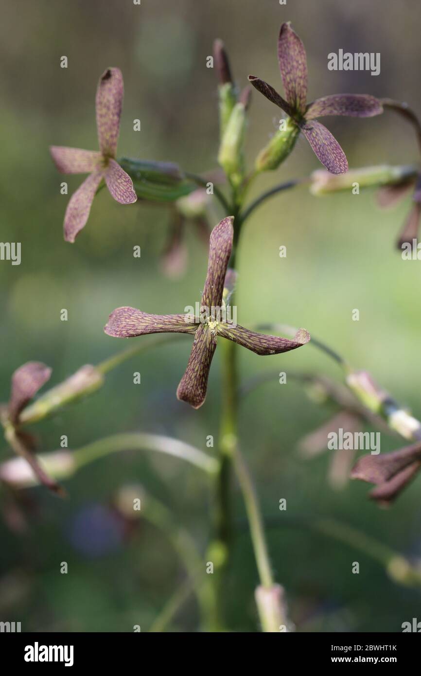 Hesperis tristis - Wild plant shot in the spring. Stock Photo