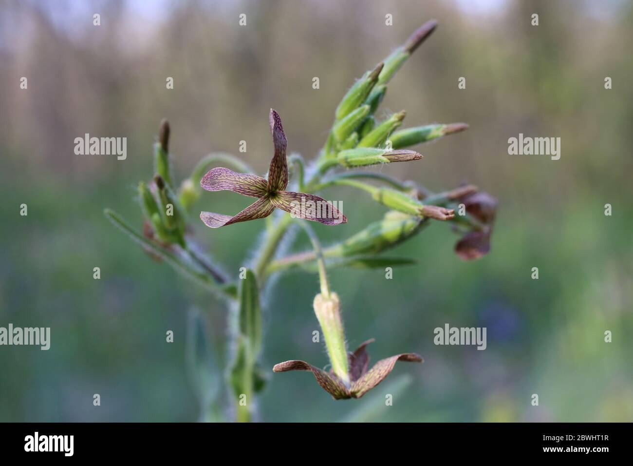 Hesperis tristis - Wild plant shot in the spring. Stock Photo