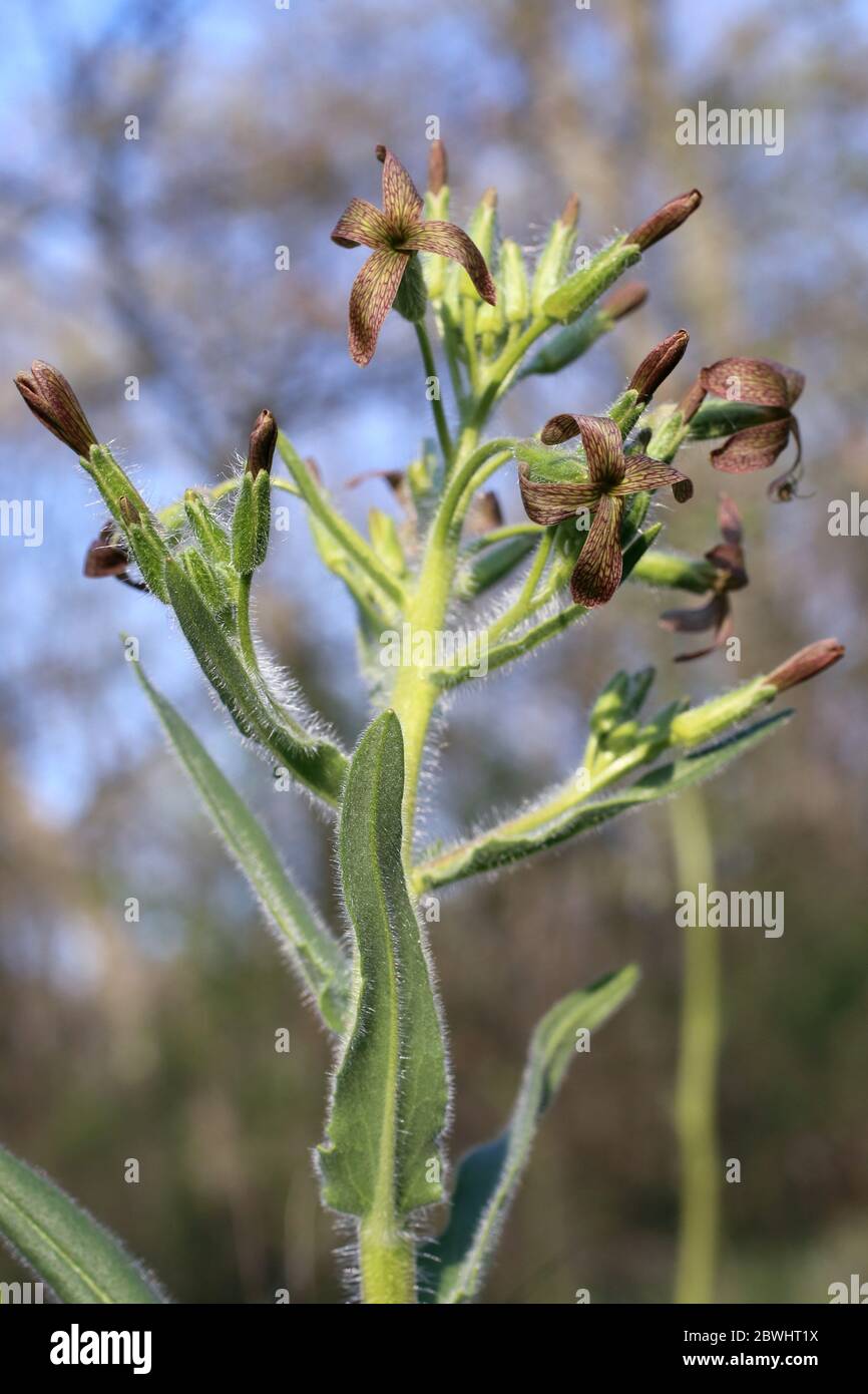 Hesperis tristis - Wild plant shot in the spring. Stock Photo