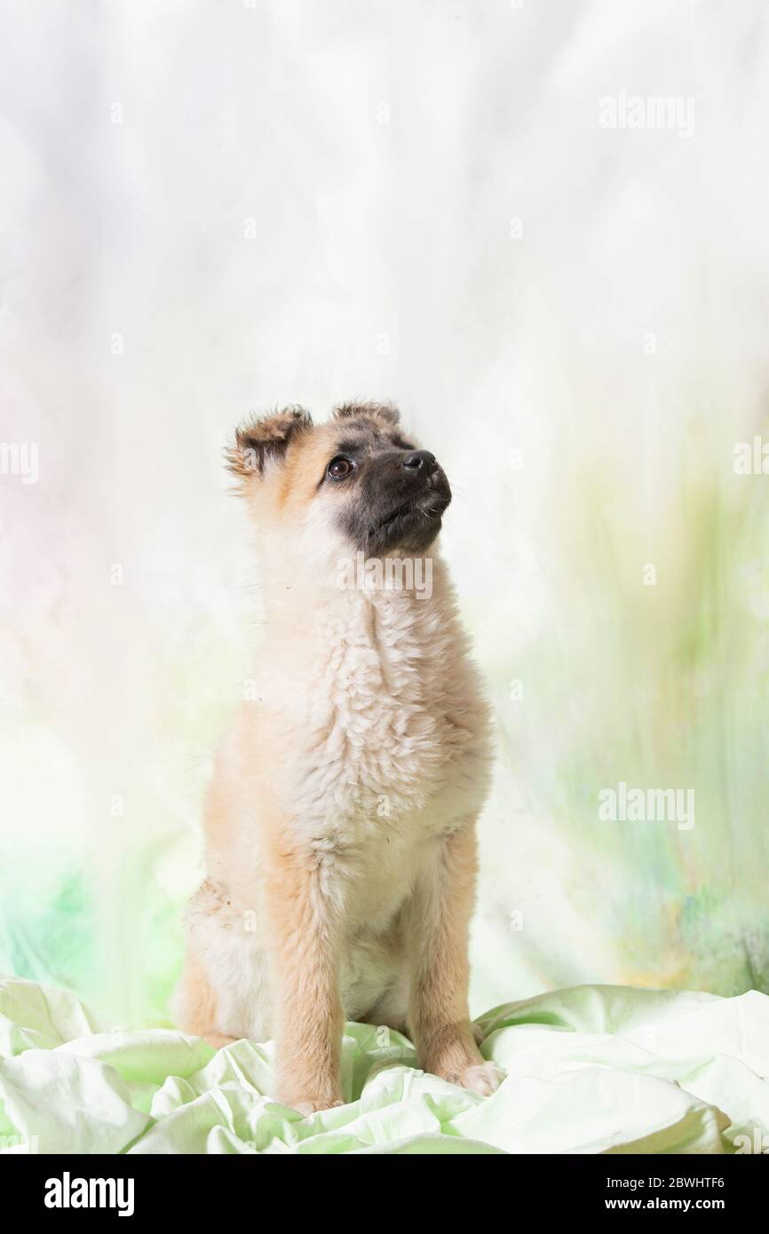 Studio photos of stray dog. Little cute fluffy purebred puppy looks up on blurry background. Stock Photo