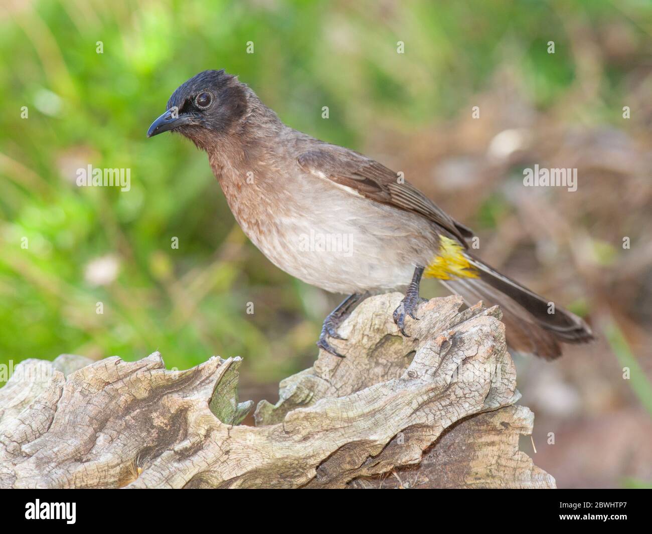 The Common Bulbul (Pycnonotus barbatus) is a ubiquitous resident breeder throughout Africa. Other names include Black-eyed Bulbul, Dark-Capped Bulbul Stock Photo