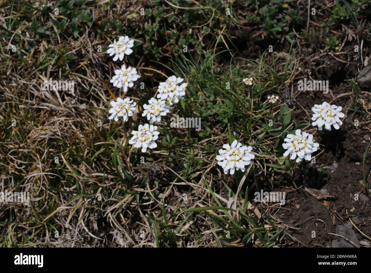 Iberis sempervirens, Evergreen Candytuff. Wild plant shot in the spring. Stock Photo