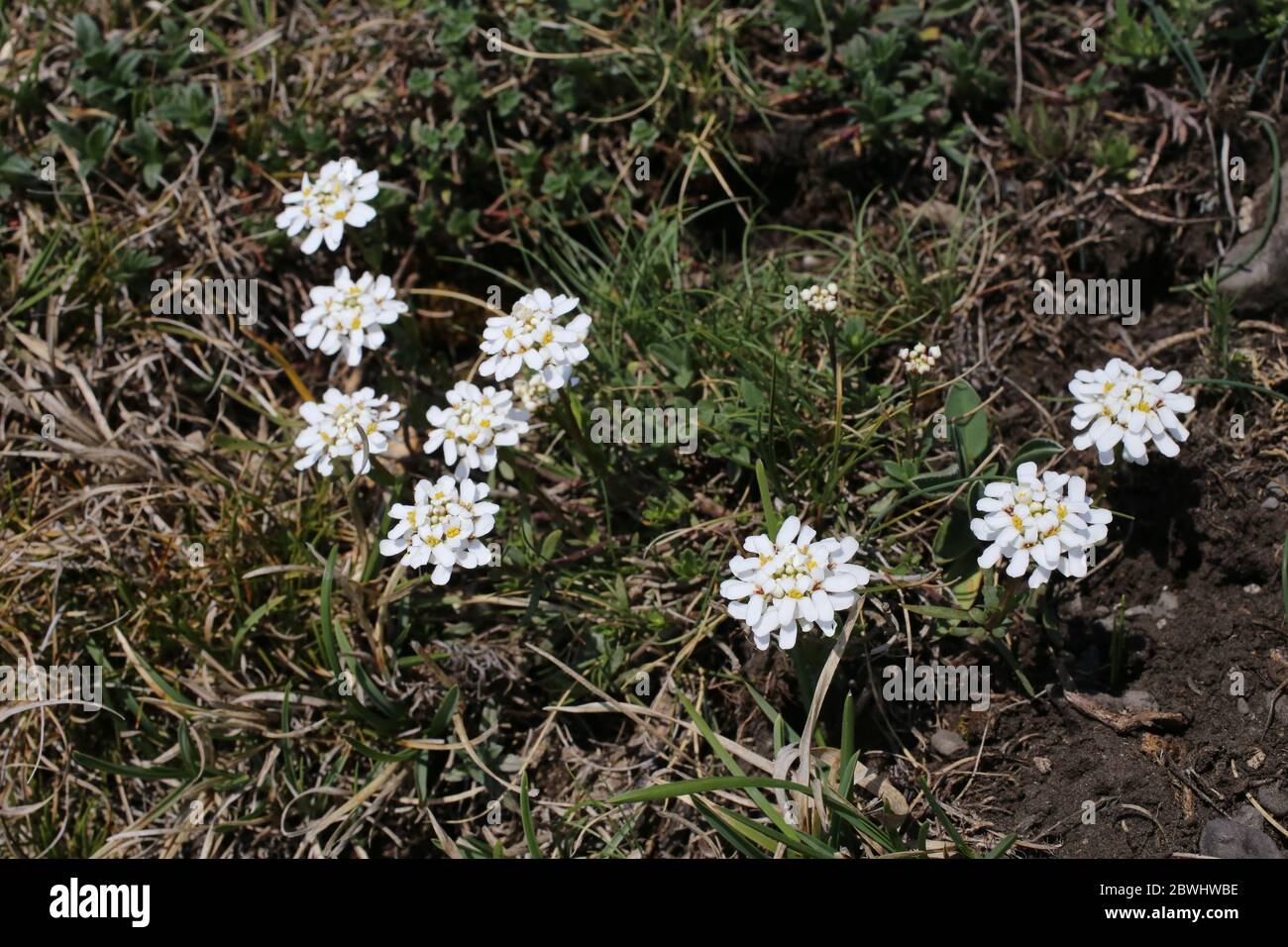 Iberis sempervirens, Evergreen Candytuff. Wild plant shot in the spring. Stock Photo