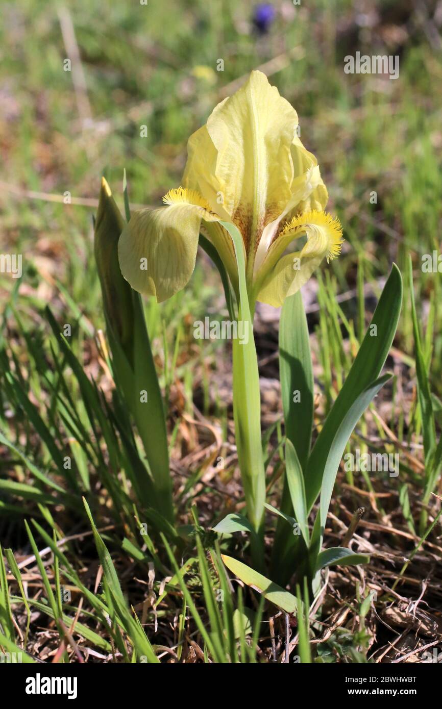 Iris reichenbachii - Wild plant shot in the spring. Stock Photo