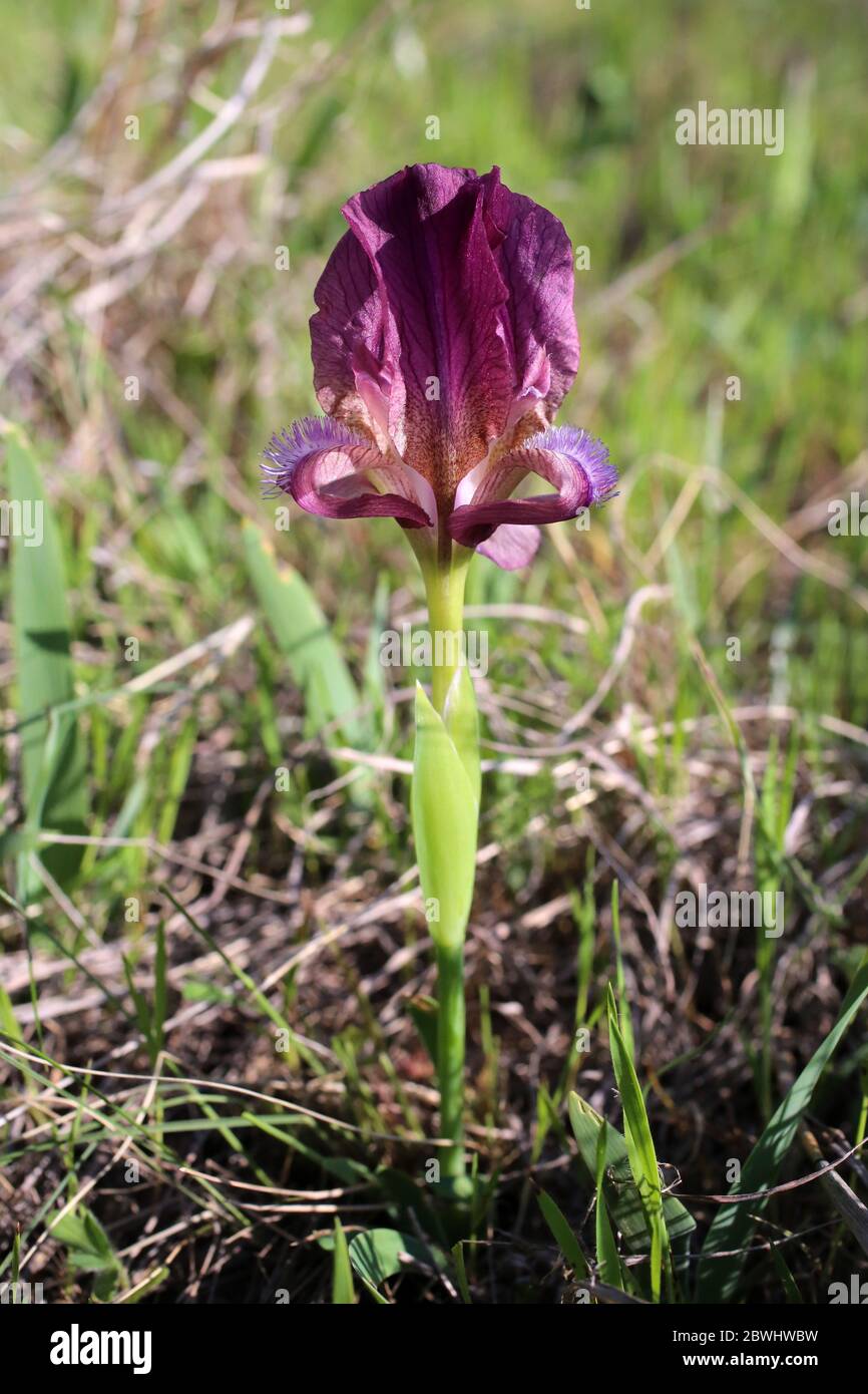 Iris reichenbachii - Wild plant shot in the spring. Stock Photo