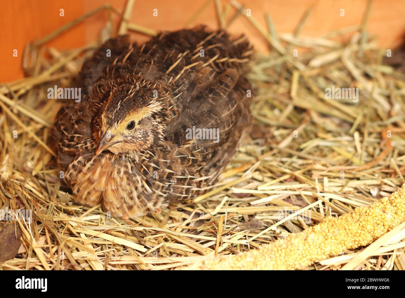 young ruddy japanese quail sitting on straw Stock Photo