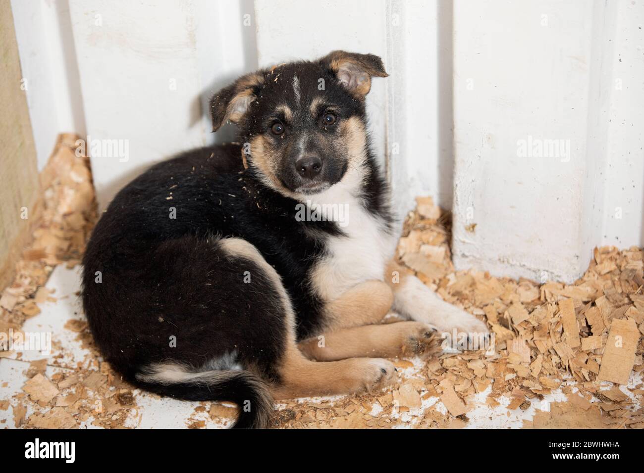 One little puppy occupying corner of enclosure on wooden sawdust, look into camera. Stock Photo