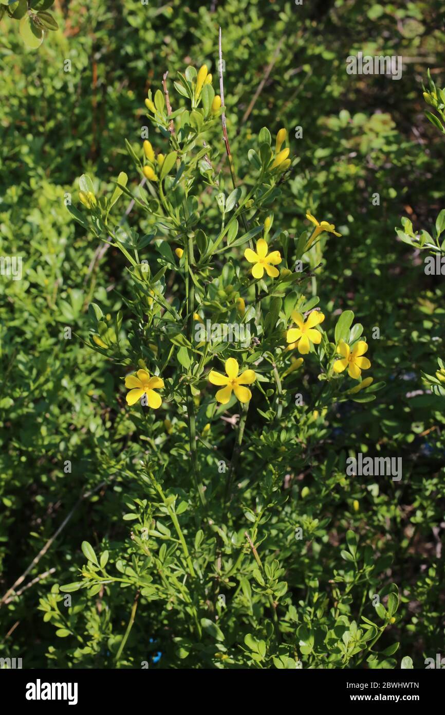 Jasminum fruticans, Wild Jasmine. Wild plant shot in the spring Stock