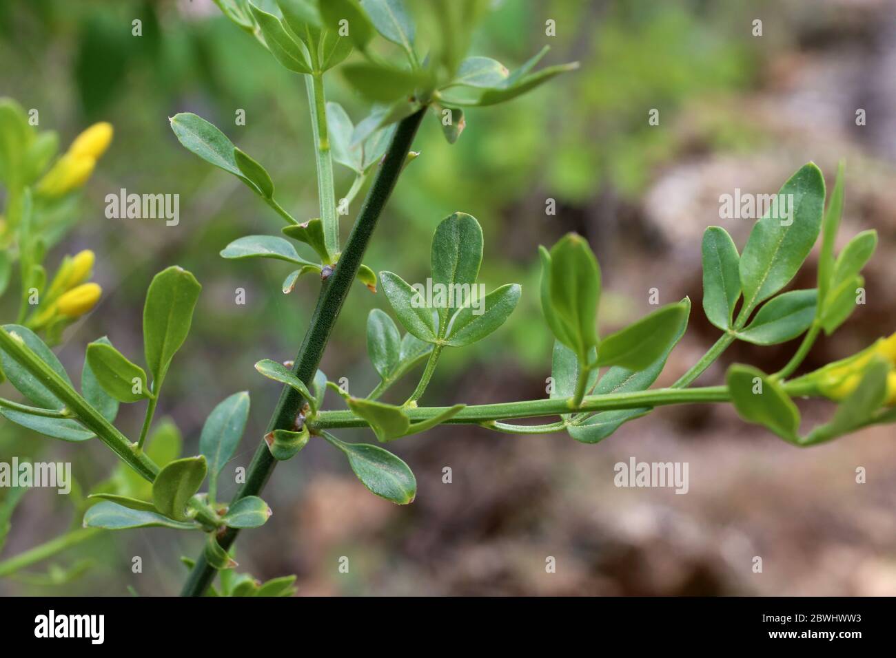 Jasminum fruticans, Wild Jasmine. Wild plant shot in the spring Stock