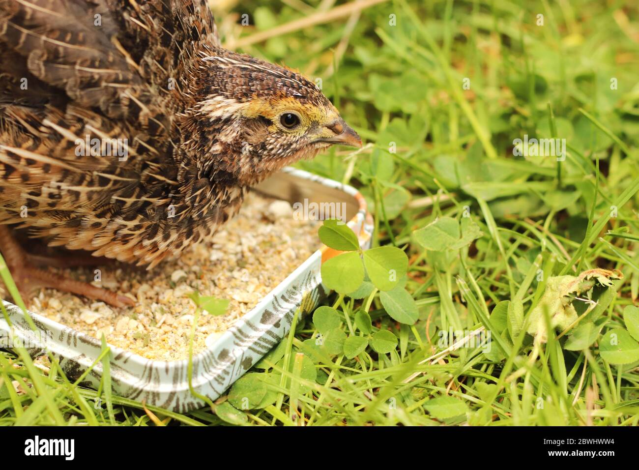 portrit of an attentive young quail at a feeding bowl Stock Photo